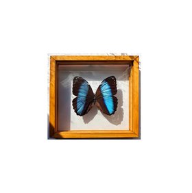 Morpho Butterfly Framed Valentines Gift