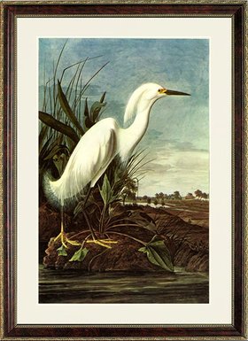 Snowy Heron Audubon Art Poster Print Framed 20x15
