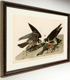 Audubon Bird Print Framed Falcon Hawk