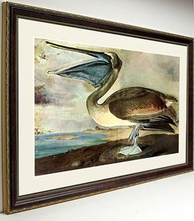 Pelican Audubon Bird Print Framed 25x20