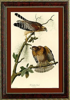 Golden Eagles  Audubon Vintage Style framed  Print